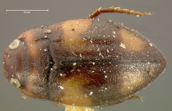 Media type: image;   Entomology 35340 Aspect: habitus dorsal view
